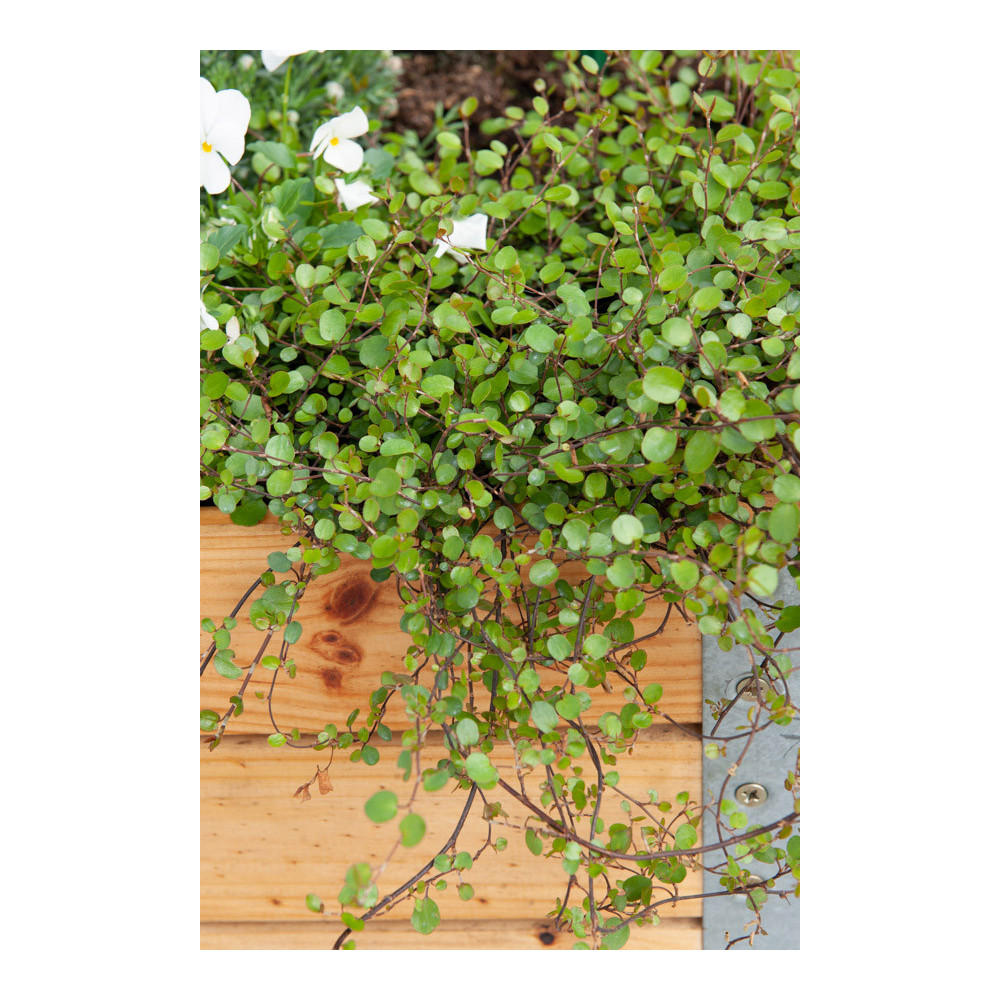 Muehlenbeckia Complexa Muehlenbeckia Complexa