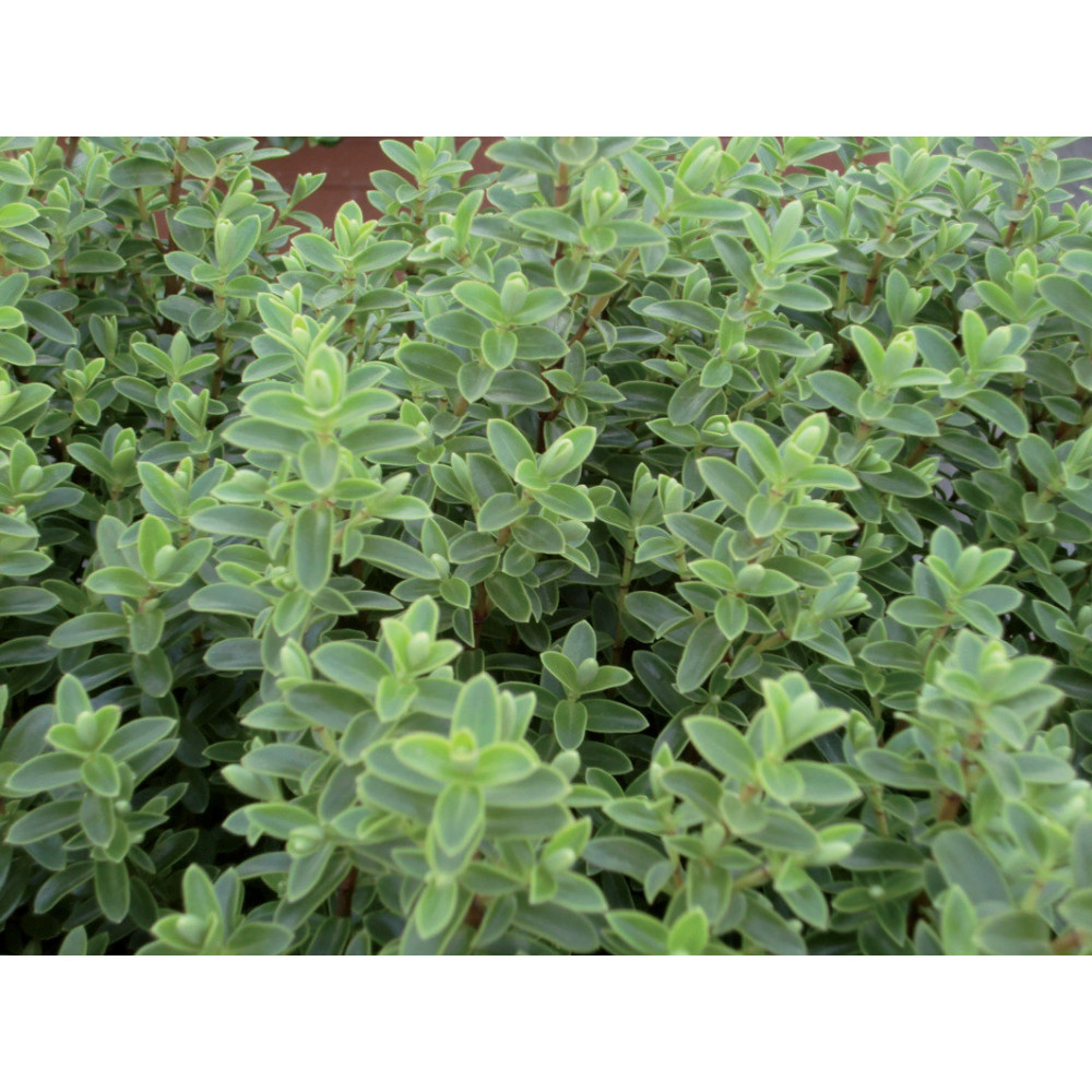 Myrte Mycrophyllas Myrte Mycrophyllas