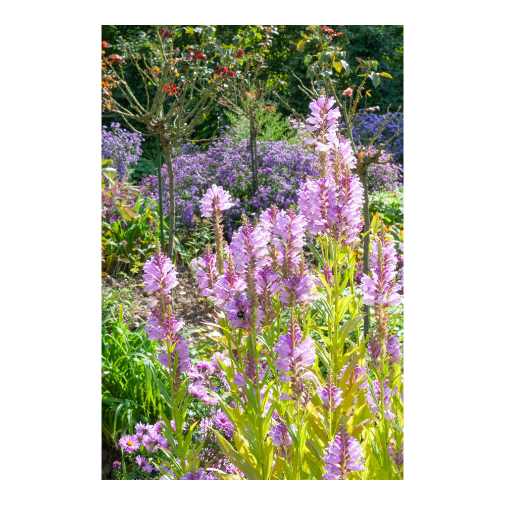 Physostegia Virginiana Rose Vif Physostegia Virginiana Rose Vif