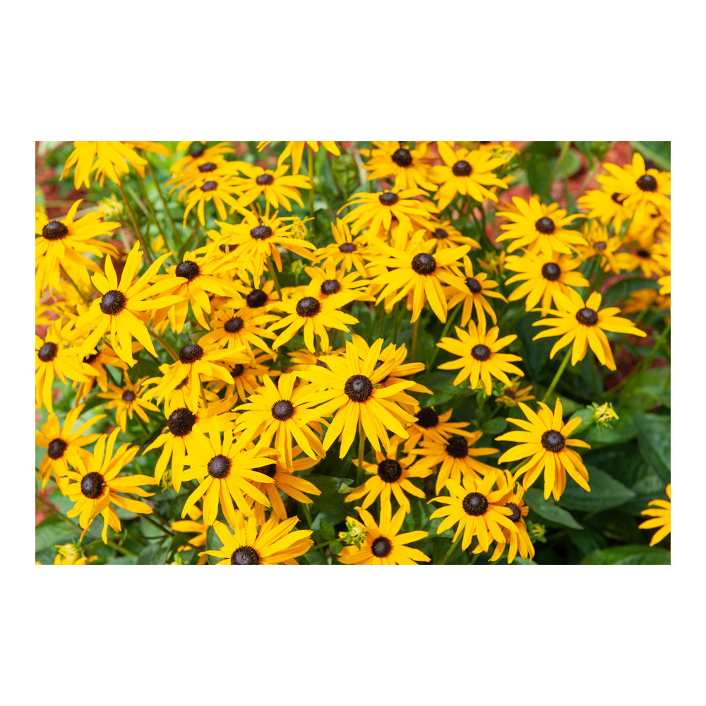 Rudbeckia Fulgida Goldsturm Tempète Rudbeckia Fulgida Goldsturm Tempète