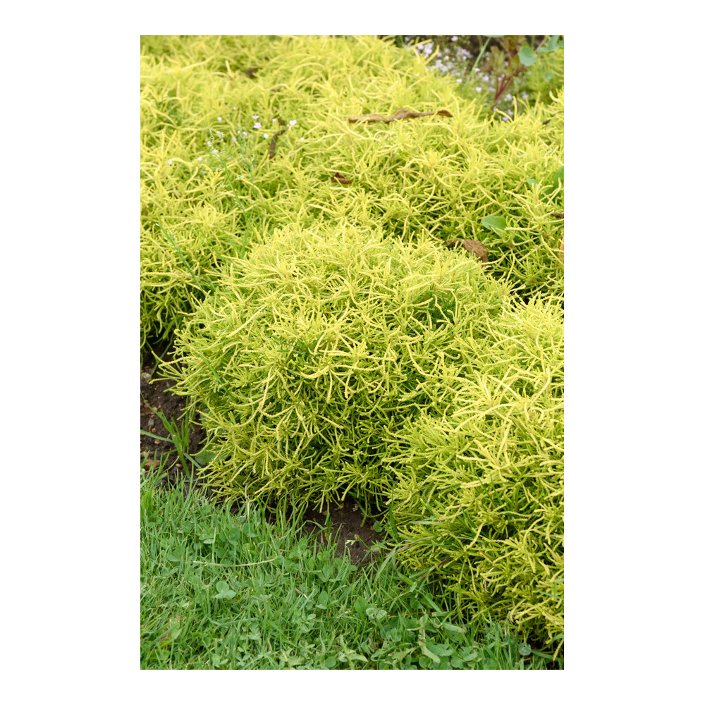 Santoline Lemon Fiz Jaune Santoline Lemon Fiz Jaune
