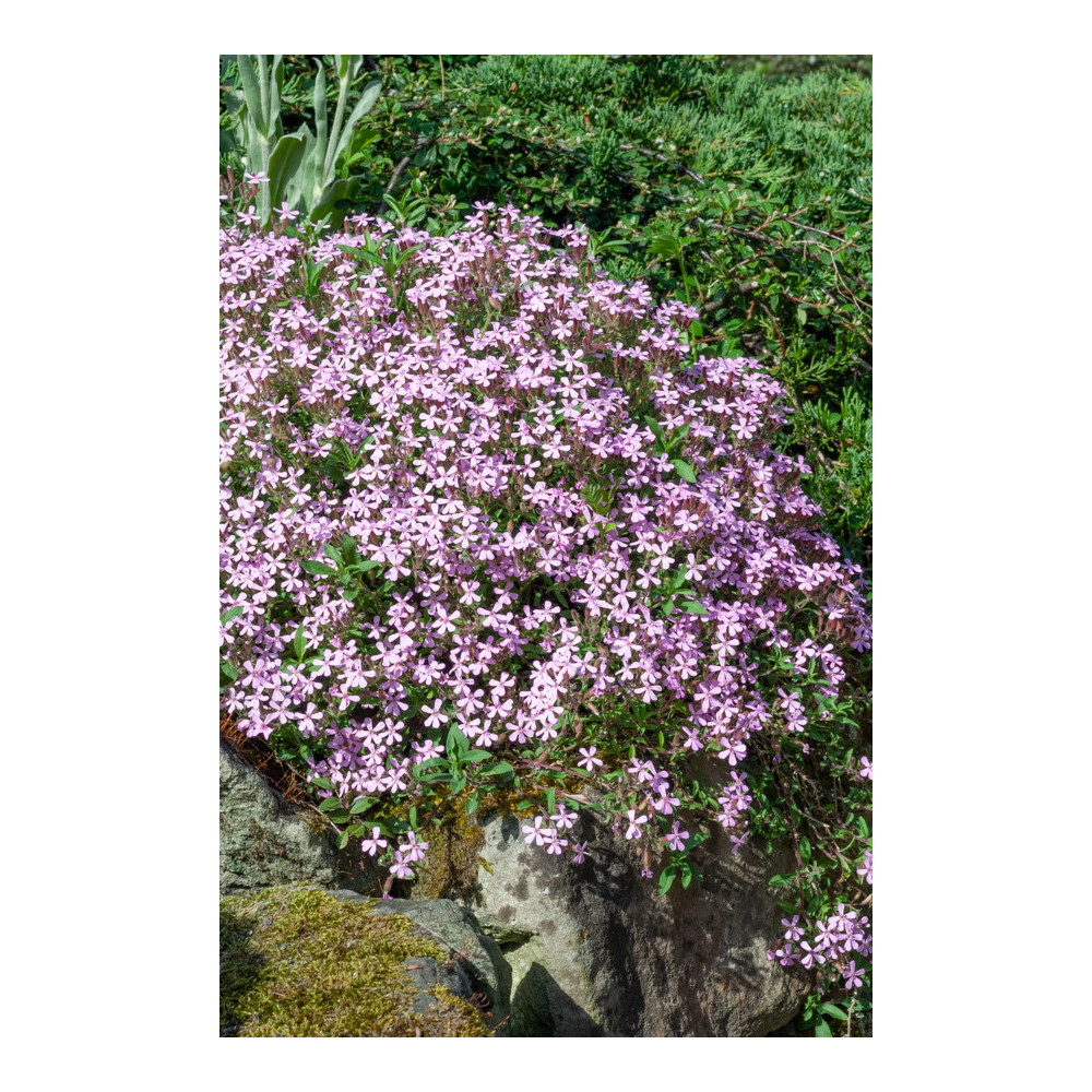 Saponaire Ocymoides Rose Saponaire Ocymoides Rose