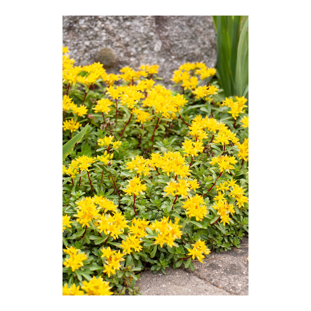 Sédum Floriferum Weihenstephaner Toit Sédum Floriferum Weihenstephaner Toit