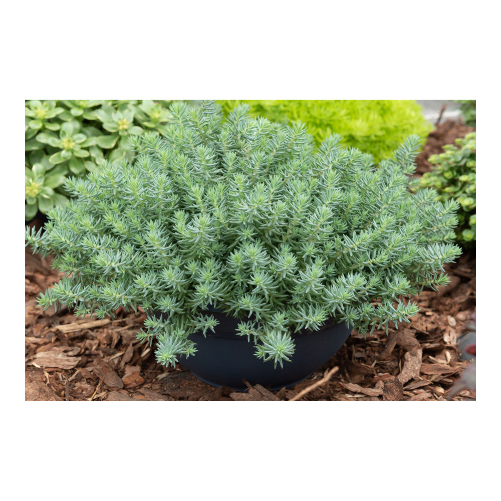 Sédum Reflexum Glaucum - Toit Sédum Reflexum Glaucum - Toit
