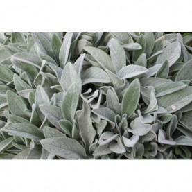 Stachy Byzantina Lanata Blanc