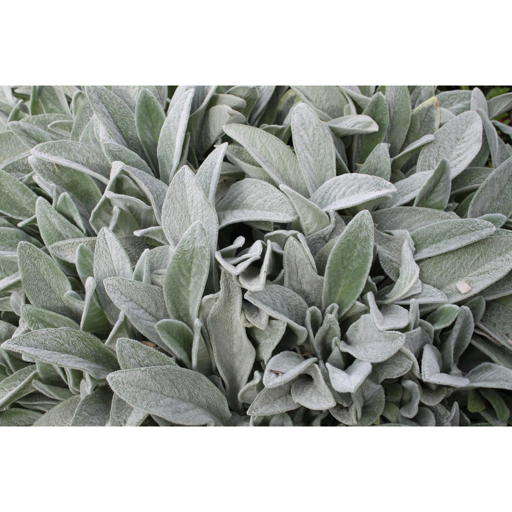 Stachy Byzantina Lanata Blanc Stachy Byzantina Lanata Blanc