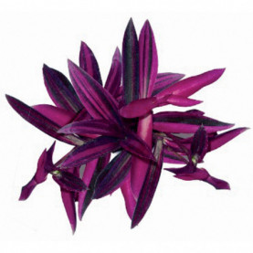 Tradescantia Pink Stripes Rose Purple