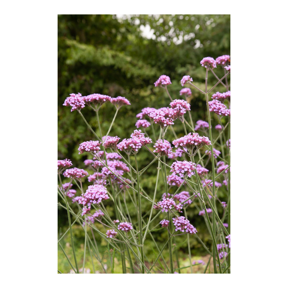 Verveine Bonariensis Verveine Bonariensis