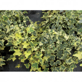 Hedera Yellow Rippel Panaché Vert Et Jaune
