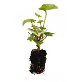 Hedera Yellow Rippel Panaché Vert Et Jaune