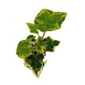 Hedera Yellow Rippel Panaché Vert Et Jaune 