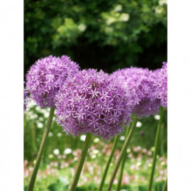 Allium Millenium