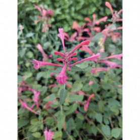 Agastache Kudos Coral