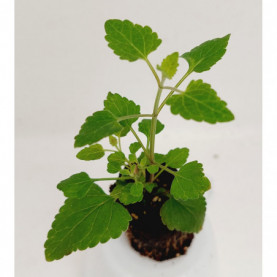 Agastache Kudos Coral
