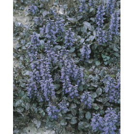 Ajuga Reptans