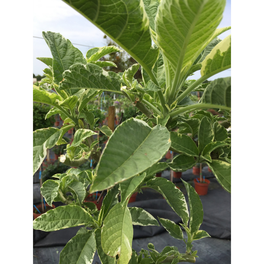 Datura Variegata Saumon Datura Variegata Saumon