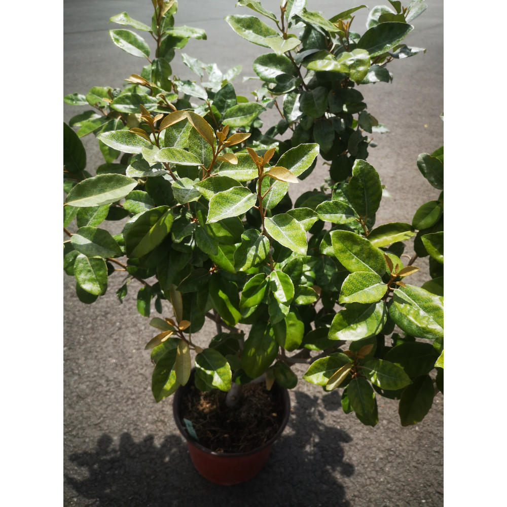 Eleagnus Ebbingei Eleagnus Ebbingei