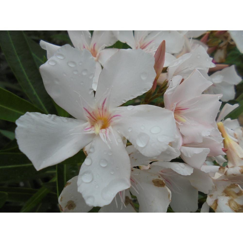 Laurier Rose - Nerium Oleander Blanc Simple Laurier Rose - Nerium Oleander Blanc Simple