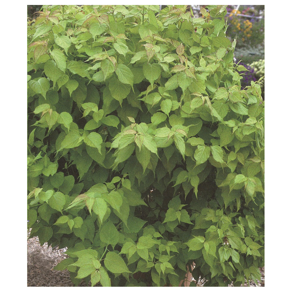 Leycesteria Formosa Jealousy Leycesteria Formosa Jealousy