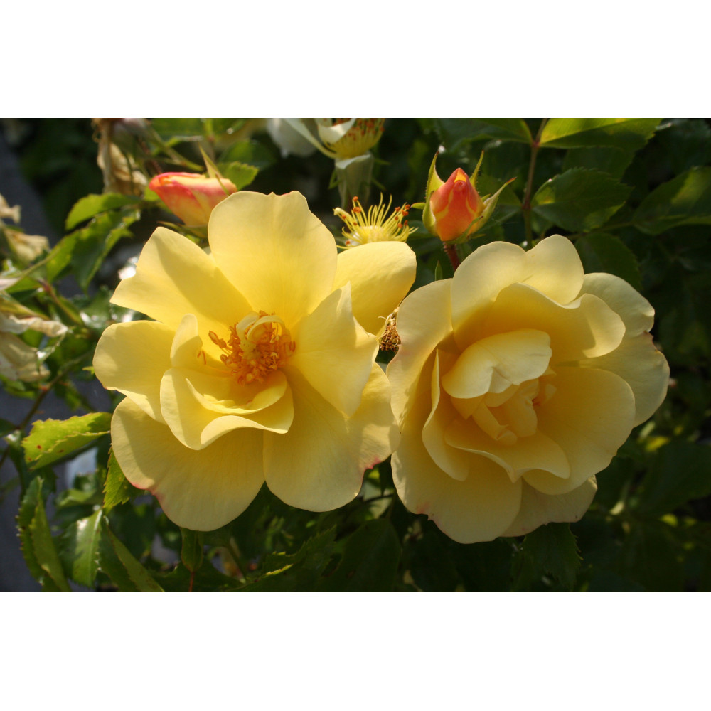 Rosier Decorosiers Celina Jaune Clair Rosier Decorosiers Celina Jaune Clair