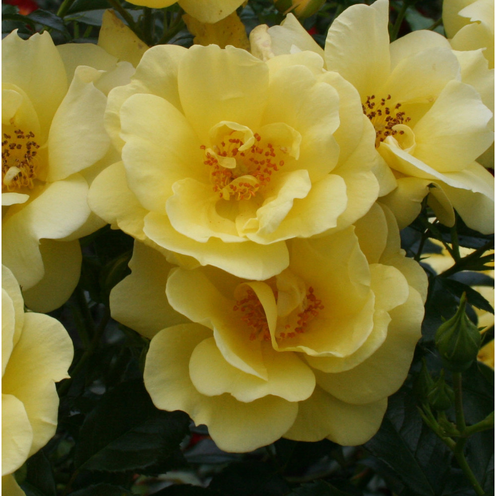 Rosier Decorosiers Suneva Jaune Soutenu Rosier Decorosiers Suneva Jaune Soutenu
