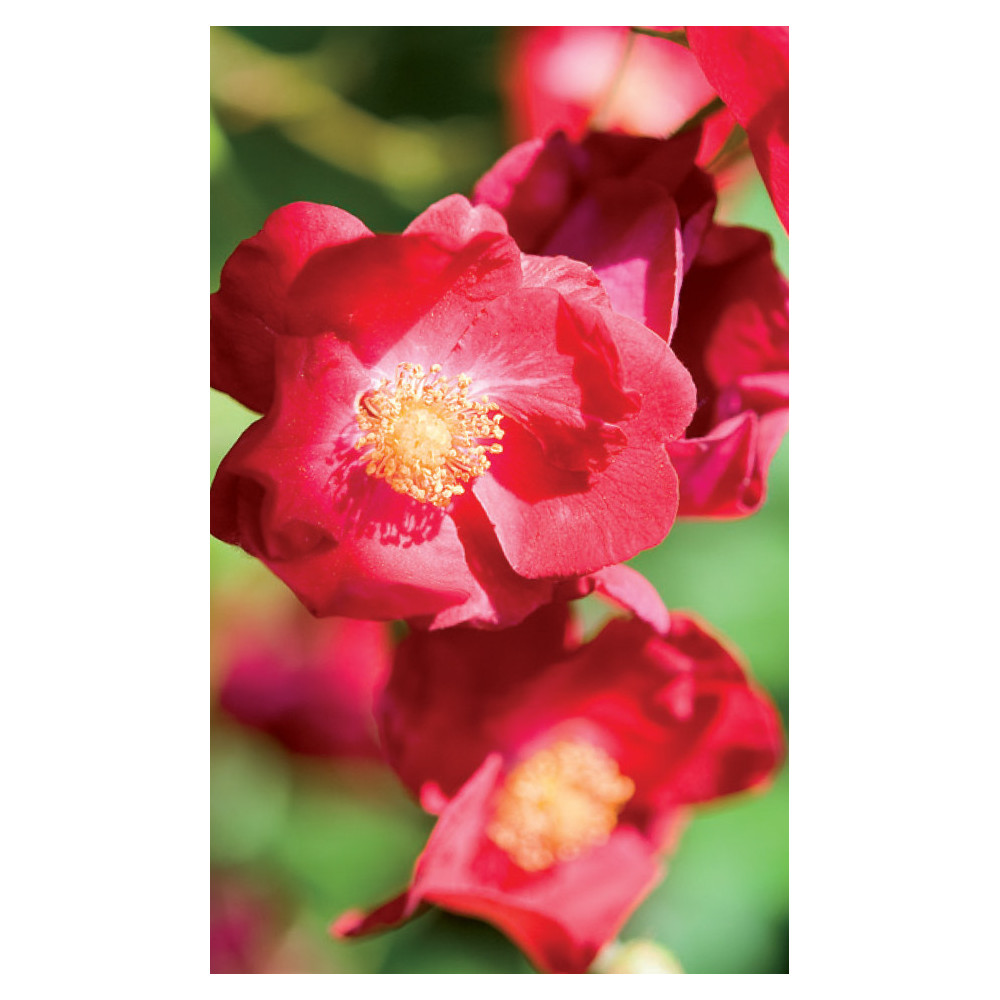 Rosier Decorosiers Vesuvia Rouge Vif Rosier Decorosiers Vesuvia Rouge Vif