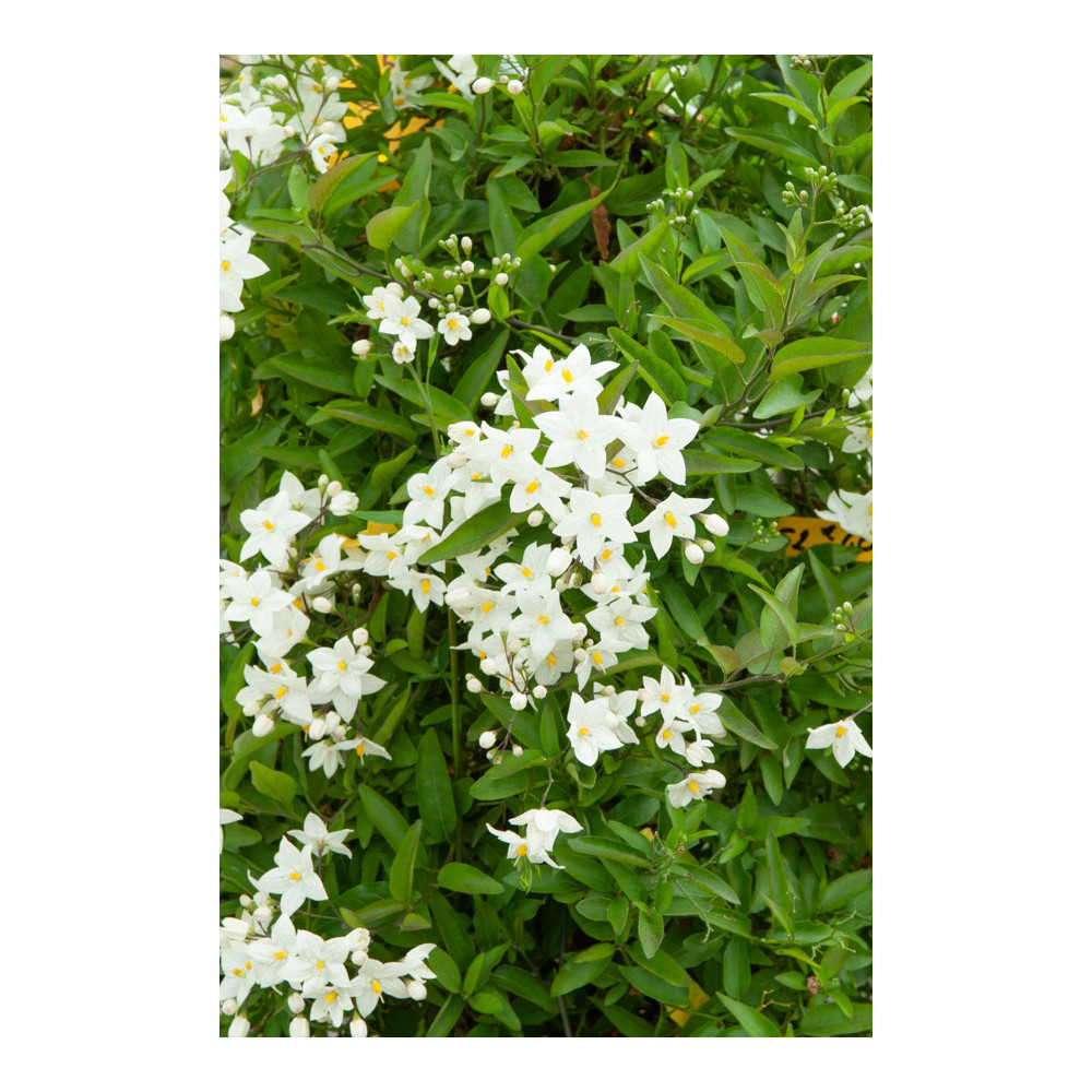 Solanum Jasminoides Blanc Solanum Jasminoides Blanc