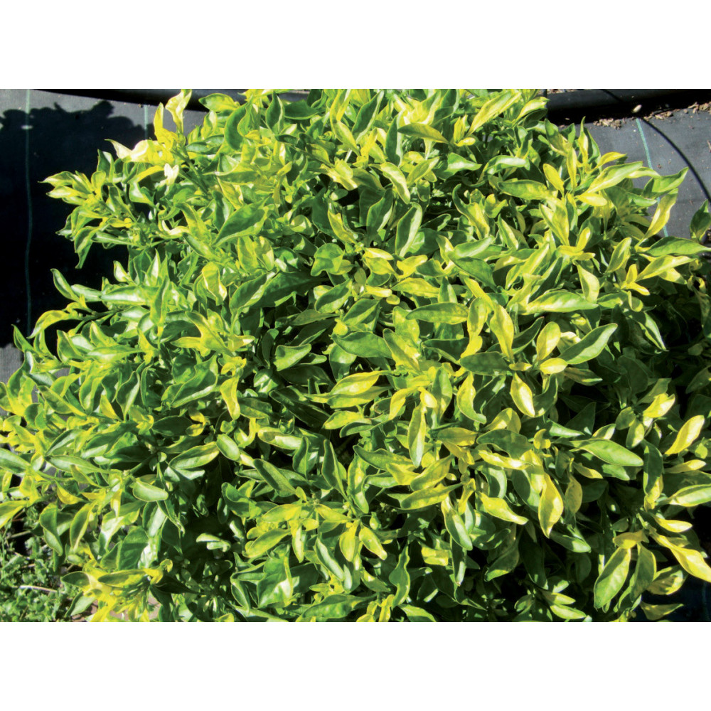 Alternanthéra Magnifica Aurea Alternanthéra Magnifica Aurea
