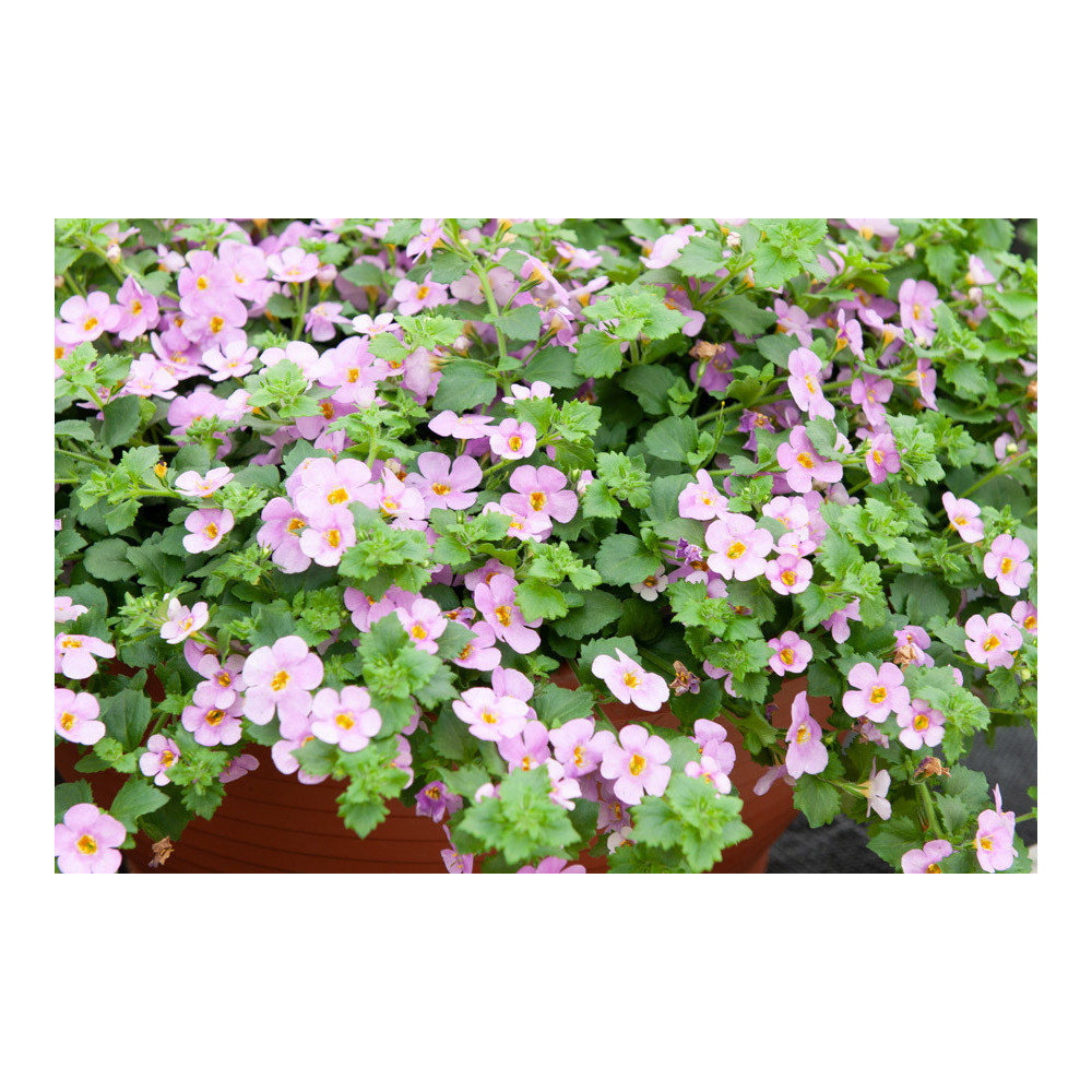 Bacopa Secrets Xxl Central Pink Bacopa Secrets Xxl Central Pink
