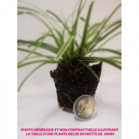 Cléome Arborescens Anomala 