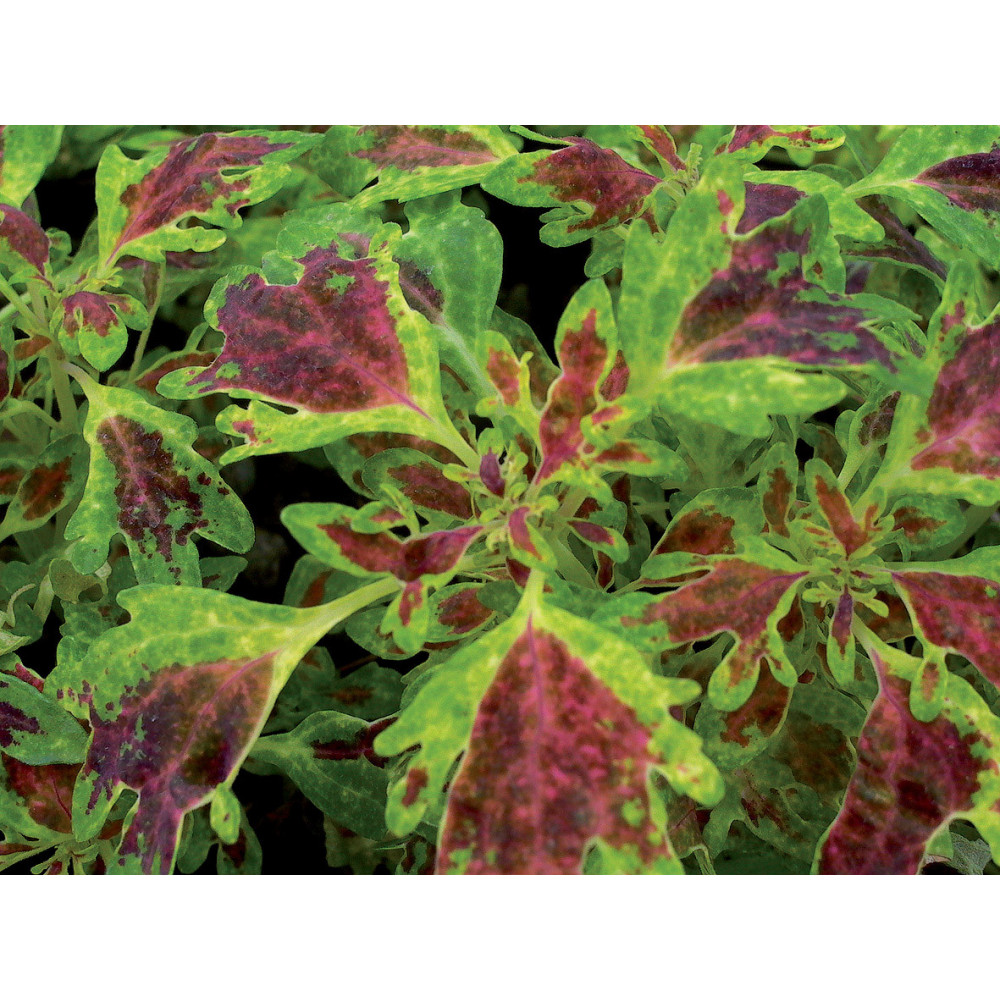 Coleus Bt De Metz Panache-wisley Tapestry Coleus Bt De Metz Panache-wisley Tapestry