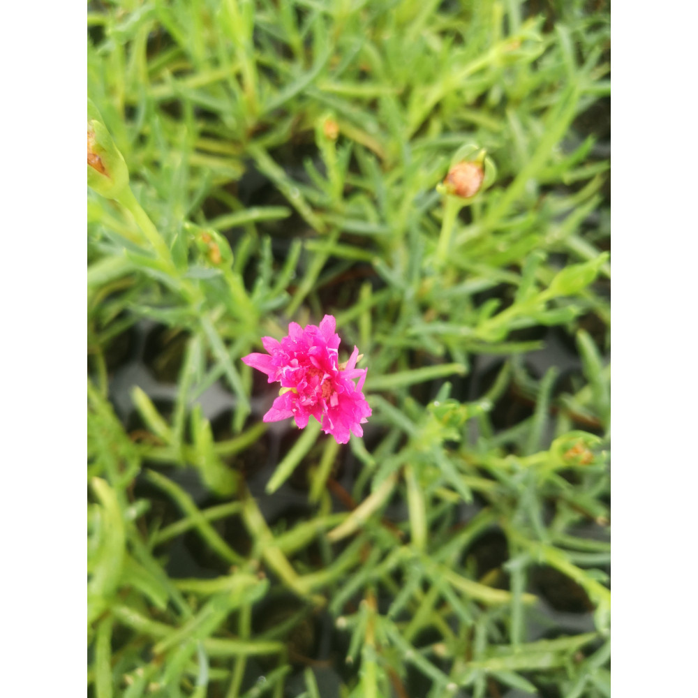 Ficoide Grande Fleurs Rose Ficoide Grande Fleurs Rose