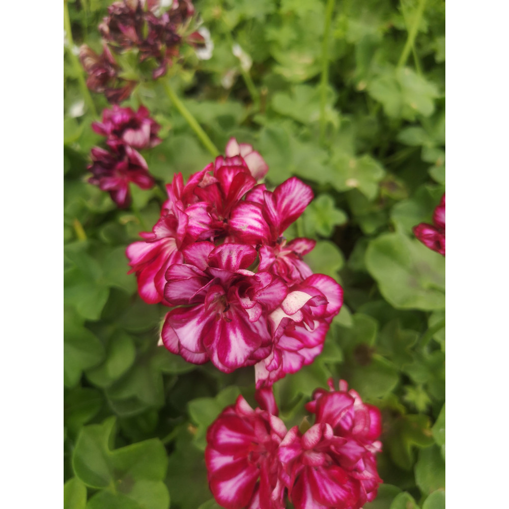 Géranium Lierre Double Gb Of Burgundy Blaze Pourpre Blanc Géranium Lierre Double Gb Of Burgundy Blaze Pourpre Blanc