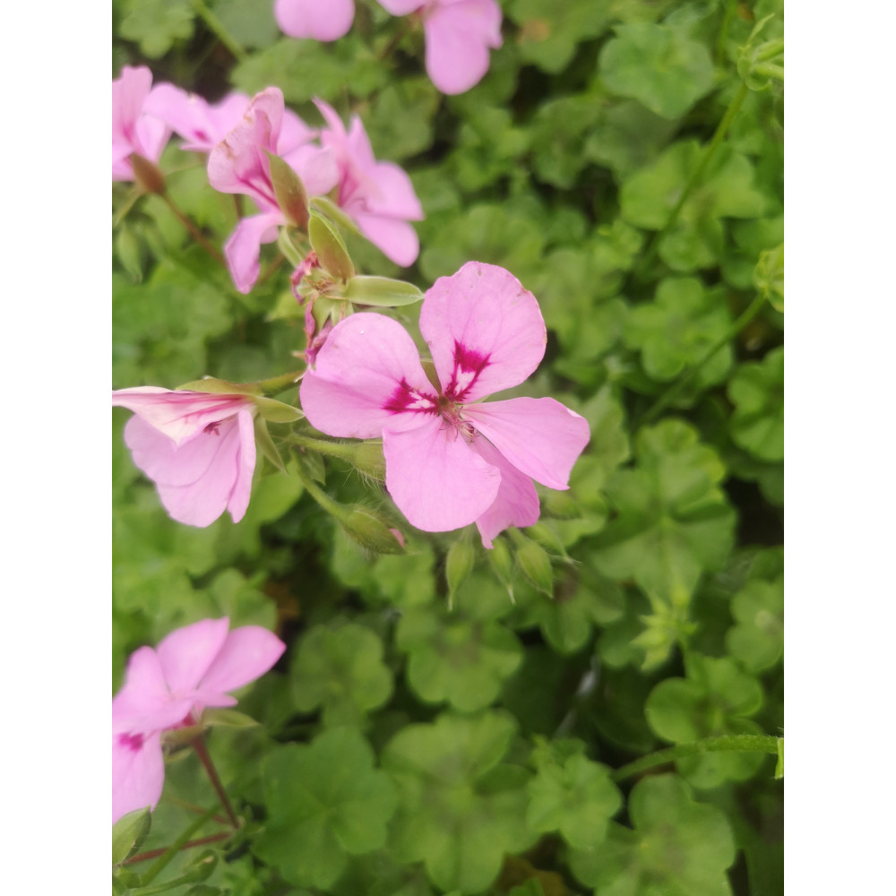 Géranium Lierre Simple Happy Face Lilac Amet Géranium Lierre Simple Happy Face Lilac Amet