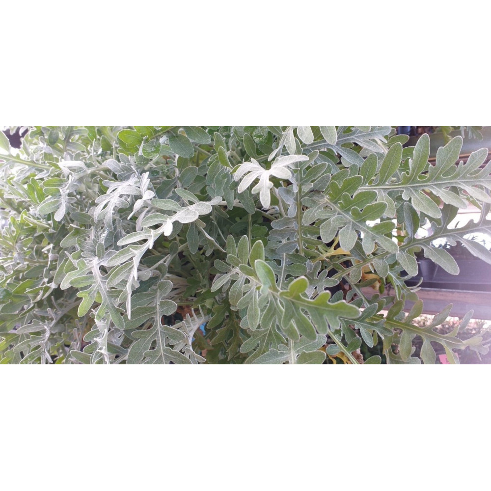 Centaurée Gymnocarpa Centaurée Gymnocarpa
