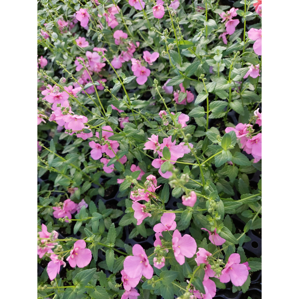 Diasca Genta Pink Diasca Genta Pink