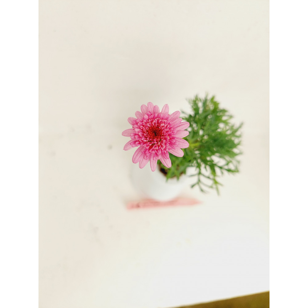 Anthemis Summer Pink Vancouver Anthemis Summer Pink Vancouver