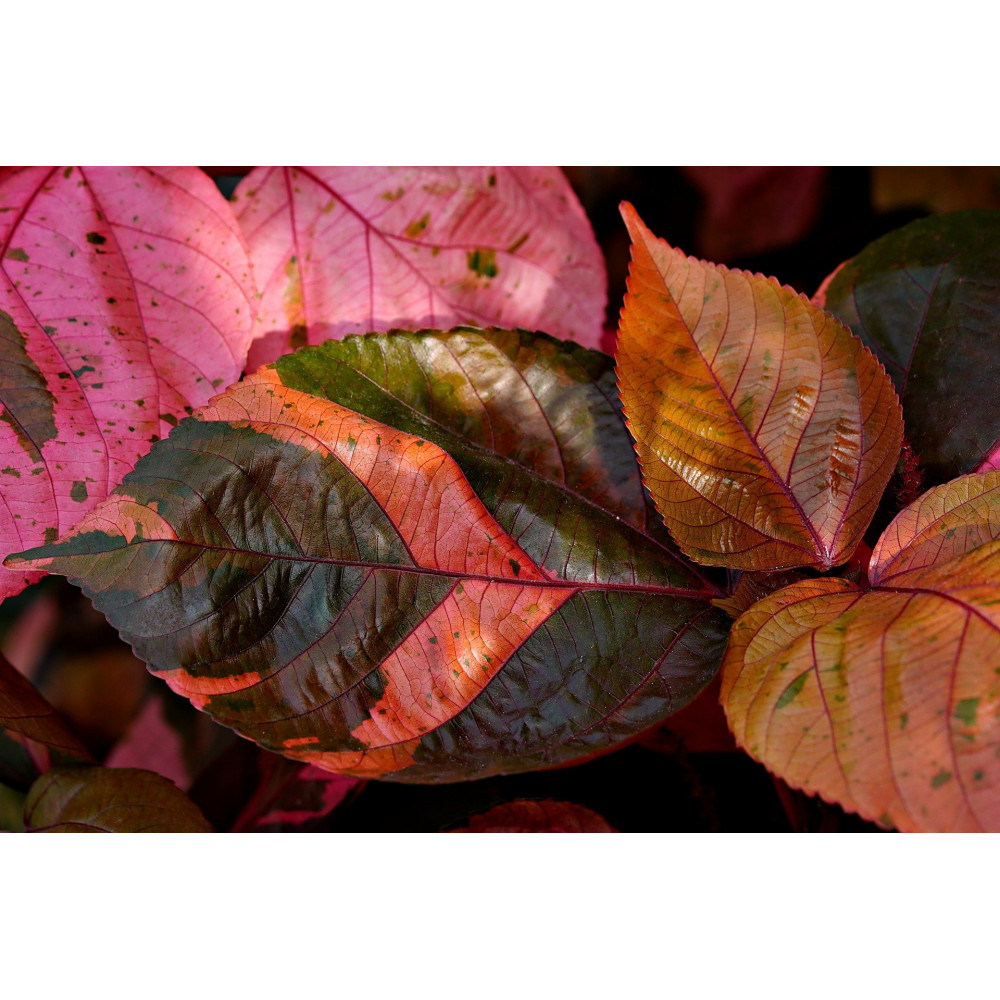Acalypha Wilkesiana Acalypha Wilkesiana