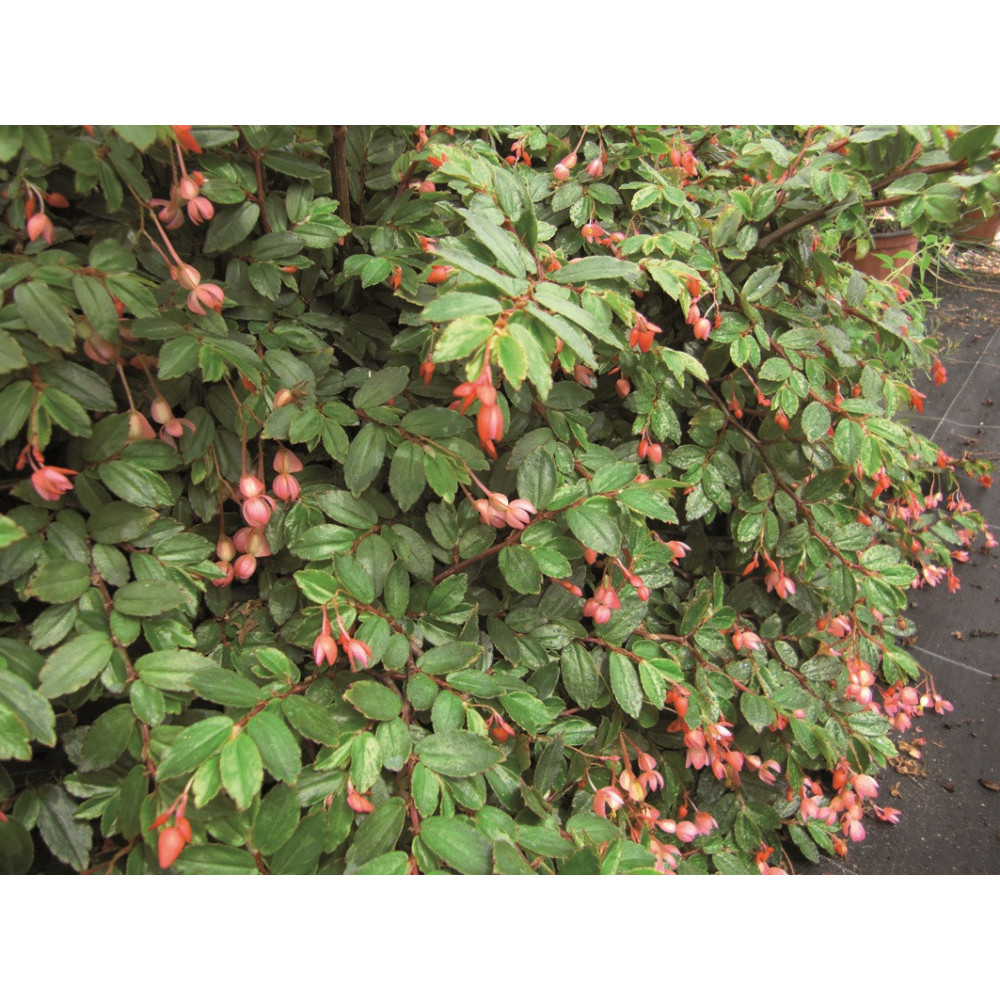 Begonia Fuchsoides Rose Begonia Fuchsoides Rose