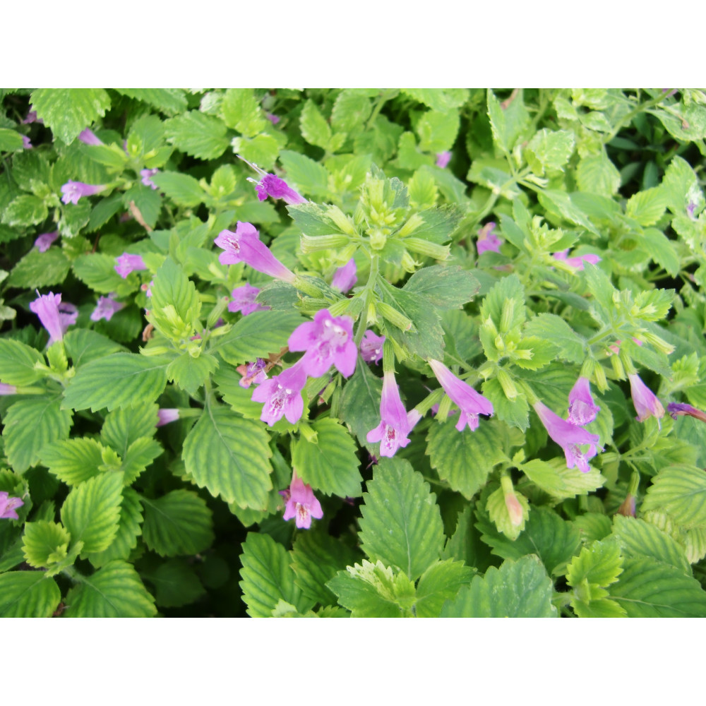 Calamintha Rose Calamintha Rose