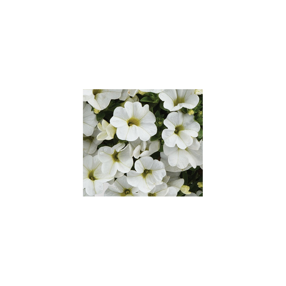 Calibrachoa Colibri Blanc Pur Calibrachoa Colibri Blanc Pur