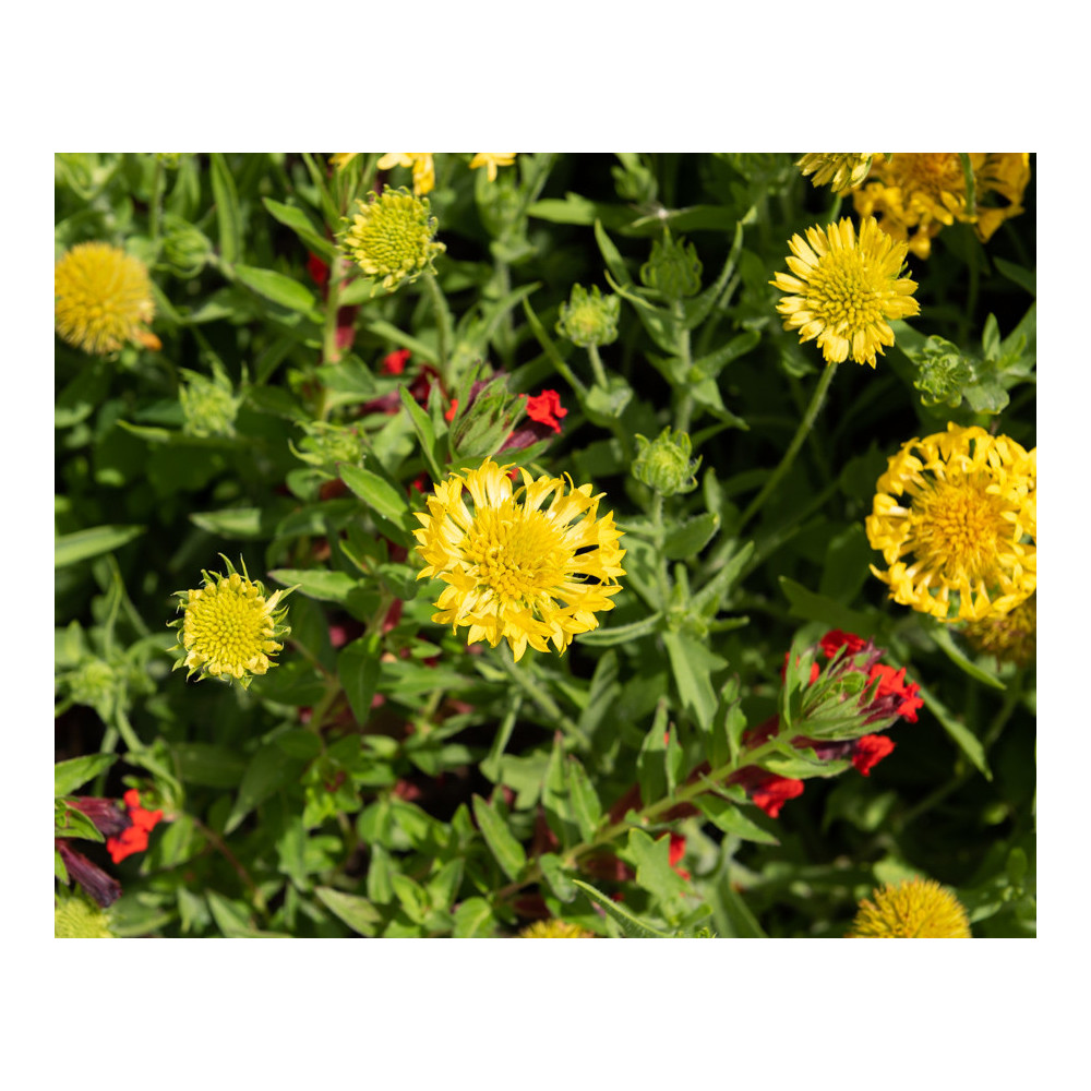 Gaillarde Plume Jaune Gaillarde Plume Jaune