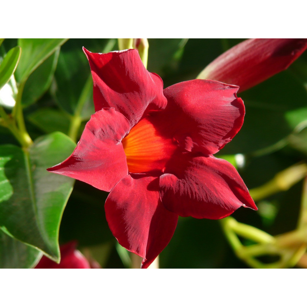 Dipladénia Rouge Dipladénia Rouge