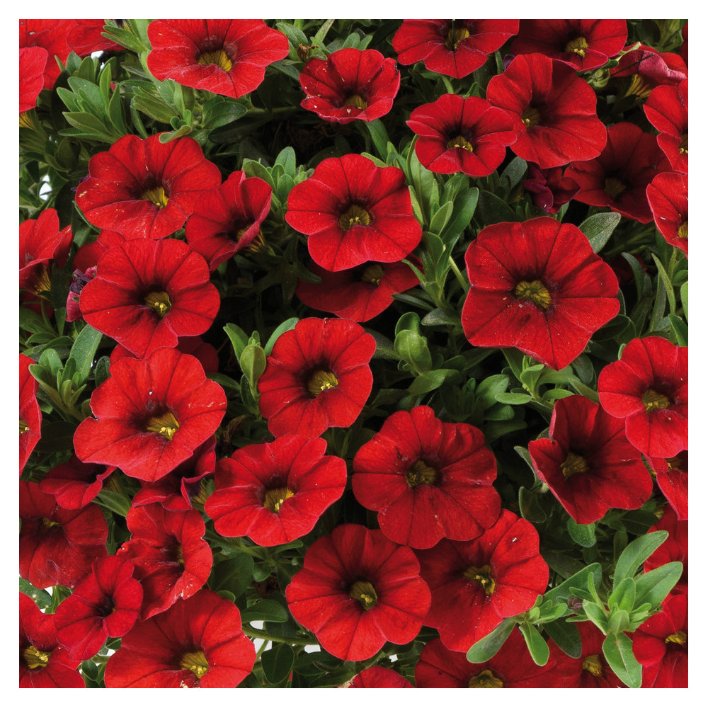 Calibrachoa Colibri Bright Red Rouge Sang Calibrachoa Colibri Bright Red Rouge Sang