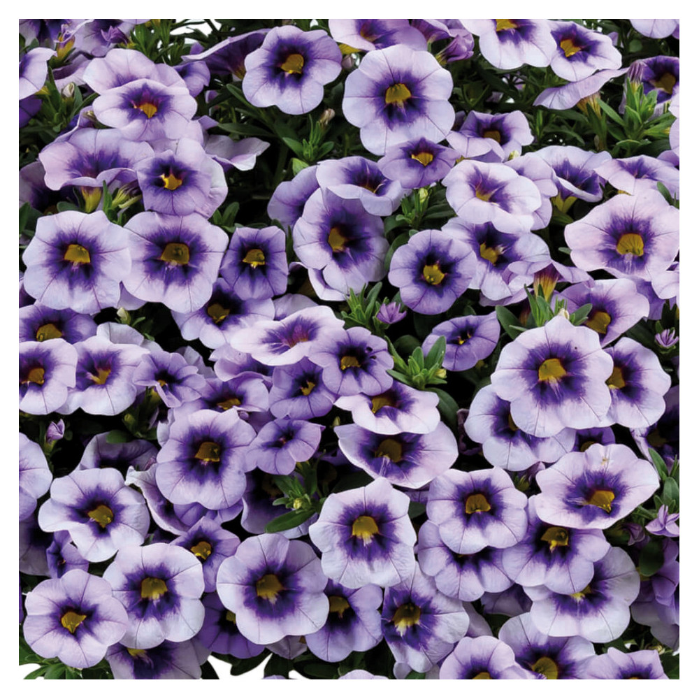 Calibrachoa Eyeconic Purple Bleu Ciel Coeur Fonce Calibrachoa Eyeconic Purple Bleu Ciel Coeur Fonce