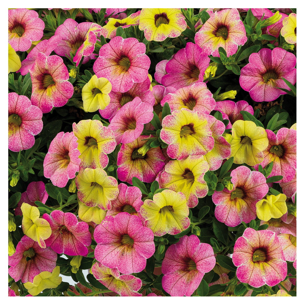 Calibrachoa Ombre Pink Jaune A Rose Calibrachoa Ombre Pink Jaune A Rose