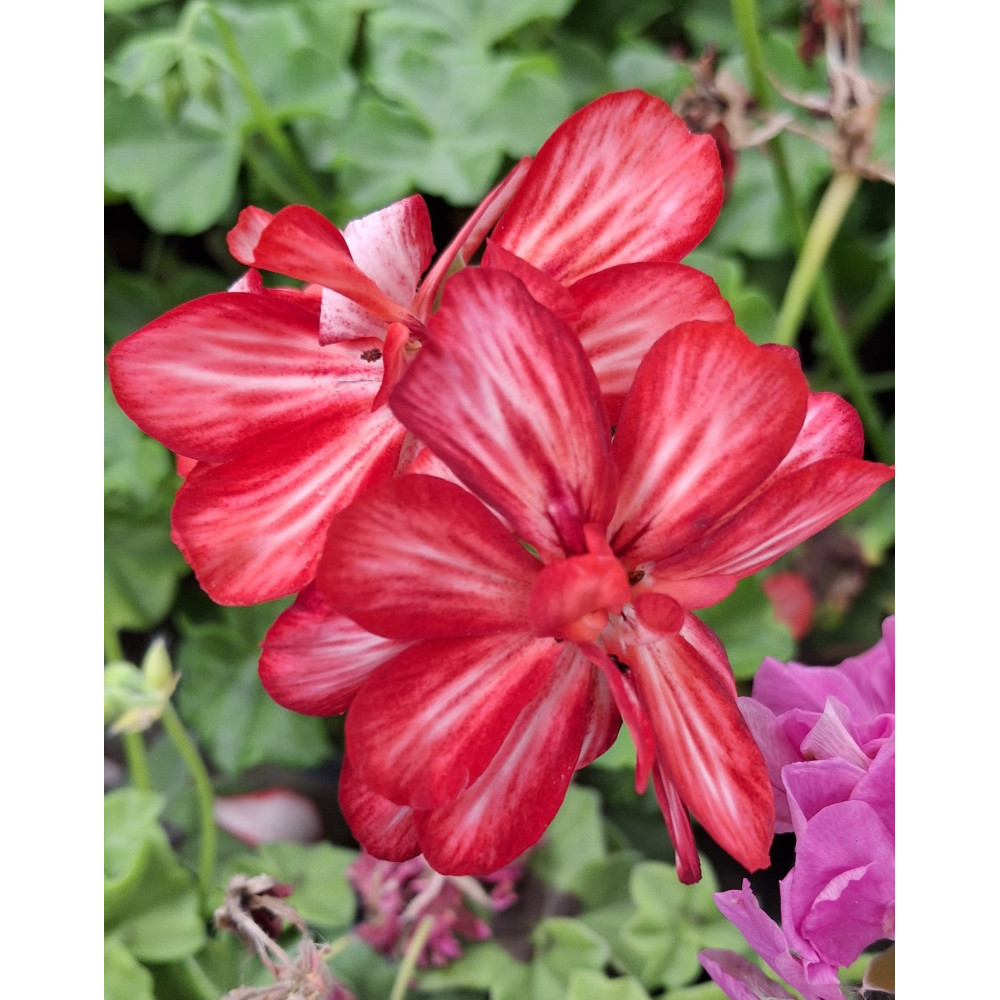 Geranium Lierre Double Mexica Ruby Bicolore Rouge Geranium Lierre Double Mexica Ruby Bicolore Rouge