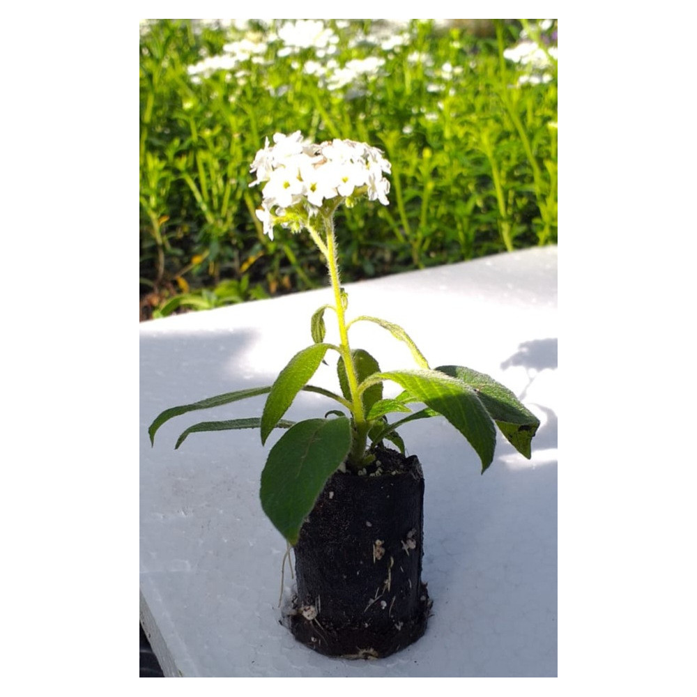 Heliotrope Blanc Heliotrope Blanc