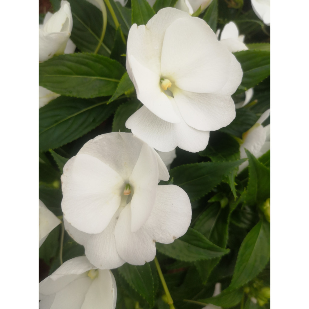 Impatiens Nouvelle Guinée Para Moorea Blanc Impatiens Nouvelle Guinée Para Moorea Blanc