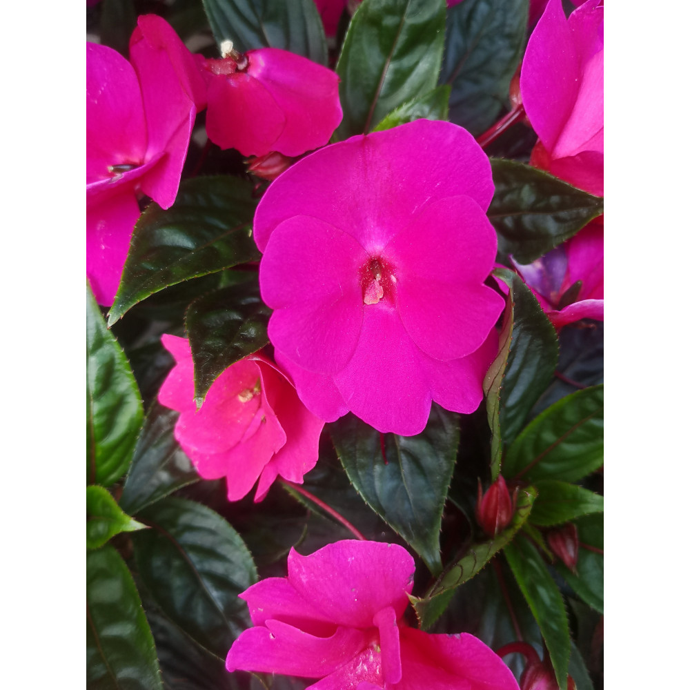 Impatiens Nouvelle Guinée Para Pappeete Violet Impatiens Nouvelle Guinée Para Pappeete Violet